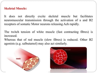 Skeletal Muscle:
It does not directly excite skeletal muscle but facilitates
neuromuscular transmission through the activation of a and B2
receptors of somatic Motor neurons releasing Ach rapidly.
The twitch tension of white muscle (fast contracting fibres) is
increased.
Whereas that of red muscle (slow fibres) is reduced. Other B2
agonists (e.g. salbutamol) may also act similarly.
 