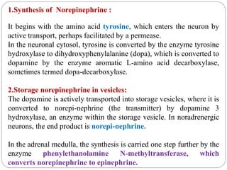 1.Synthesis of Norepinephrine :
It begins with the amino acid tyrosine, which enters the neuron by
active transport, perhaps facilitated by a permease.
In the neuronal cytosol, tyrosine is converted by the enzyme tyrosine
hydroxylase to dihydroxyphenylalanine (dopa), which is converted to
dopamine by the enzyme aromatic L-amino acid decarboxylase,
sometimes termed dopa-decarboxylase.
2.Storage norepinephrine in vesicles:
The dopamine is actively transported into storage vesicles, where it is
converted to norepi-nephrine (the transmitter) by dopamine 3
hydroxylase, an enzyme within the storage vesicle. In noradrenergic
neurons, the end product is norepi-nephrine.
In the adrenal medulla, the synthesis is carried one step further by the
enzyme phenylethanolamine N-methyltransferase, which
converts norepinephrine to epinephrine.
 