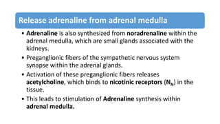 Release adrenaline from adrenal medulla
• Adrenaline is also synthesized from noradrenaline within the
adrenal medulla, which are small glands associated with the
kidneys.
• Preganglionic fibers of the sympathetic nervous system
synapse within the adrenal glands.
• Activation of these preganglionic fibers releases
acetylcholine, which binds to nicotinic receptors (NN) in the
tissue.
• This leads to stimulation of Adrenaline synthesis within
adrenal medulla.
 