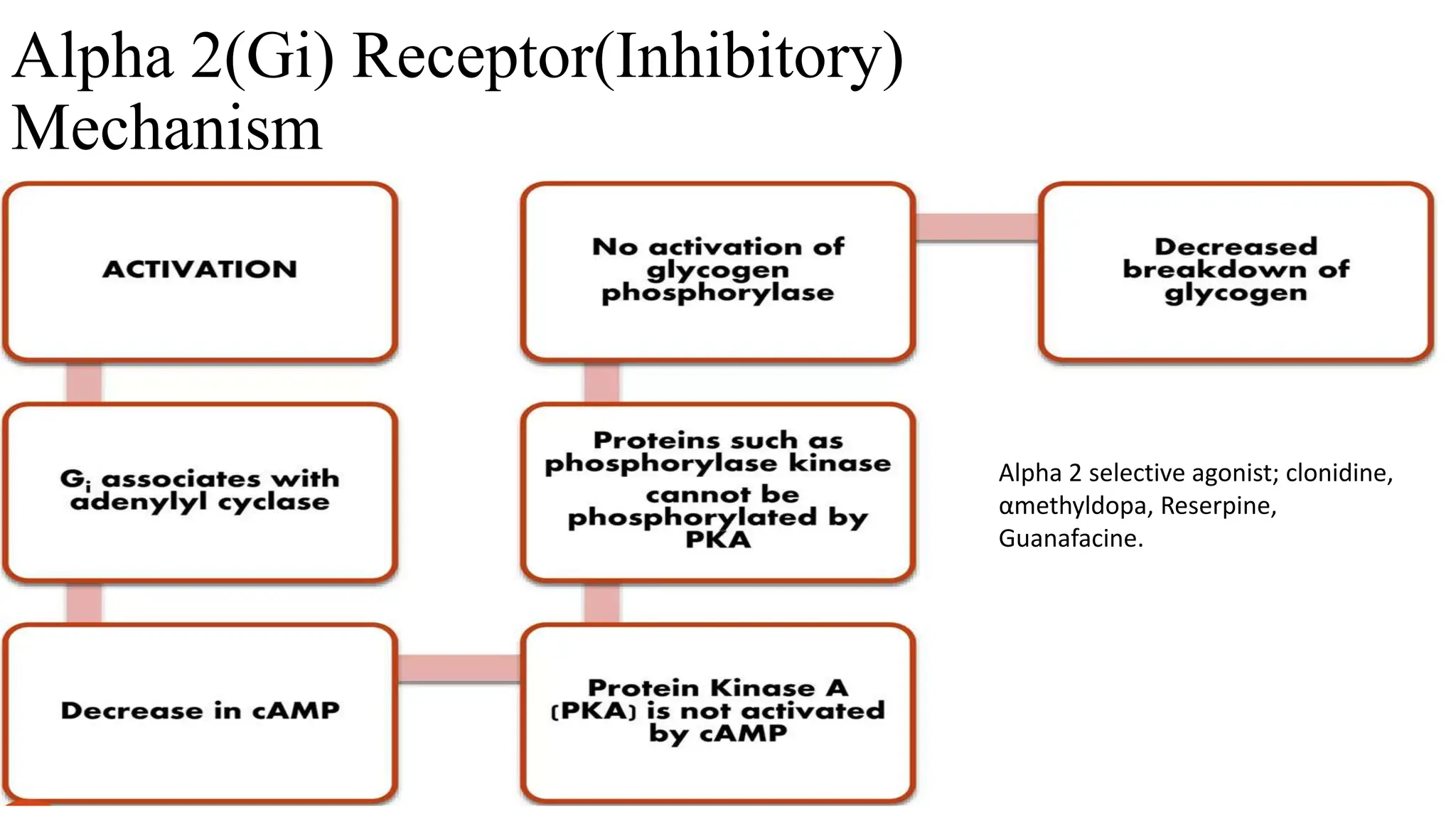 Systemic Pharmacology Of Autonomic Nervous System. Sympathomimetics ...