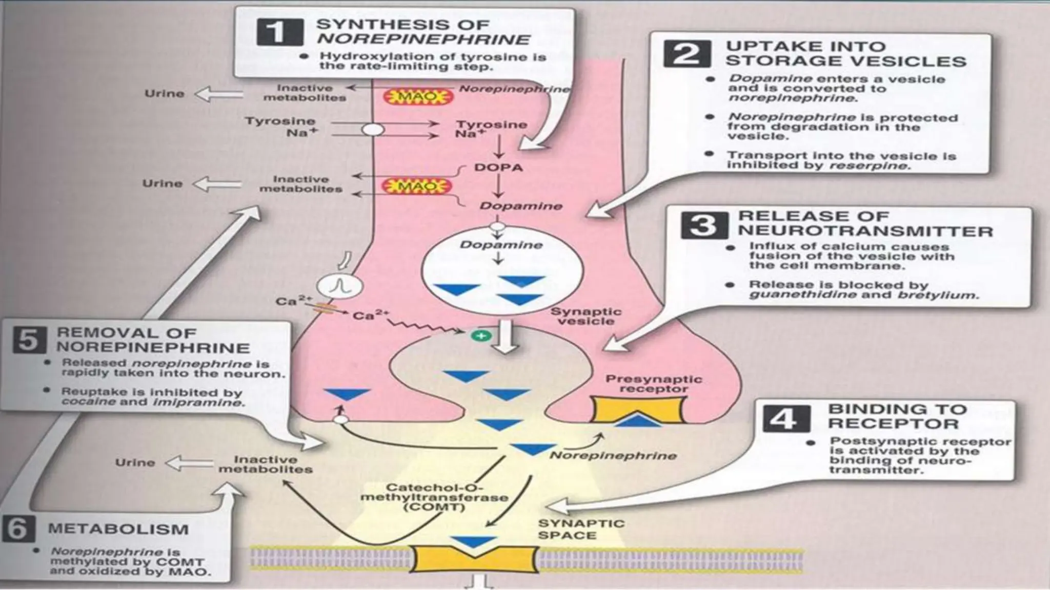 Systemic Pharmacology Of Autonomic Nervous System. Sympathomimetics ...