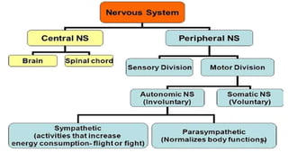 Systemic Pharmacology Of Autonomic Nervous System. Sympathomimetics ...