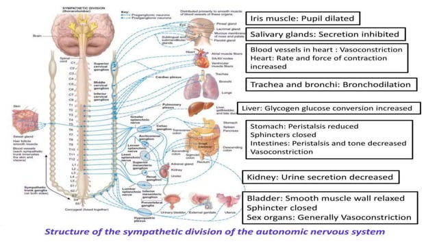 Systemic Pharmacology Of Autonomic Nervous System. Sympathomimetics ...