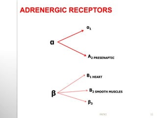 ADRENERGIC RECEPTORS
β
α1
α
Α2 PRESENAPTIC
β3
Β1 HEART
Β2 SMOOTH MUSCLES
11PATKI
 