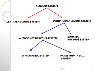 NERVOUS SYSTEM
CENTRALNERVOUS SYSTEM PERIPHERALNERVOUS SYSTEM
AUTONOMIC NERVOUS SYSTEM
SOMATIC
NERVOUS SYSTEM
SYMPATHETIC SYSTEM PARASYMPATHETIC
SYSTEM
3PATKI
 