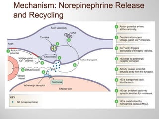 Mechanism: Norepinephrine Release
and Recycling
 