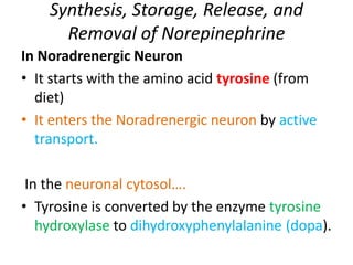 Synthesis, Storage, Release, and 
Removal of Norepinephrine 
In Noradrenergic Neuron 
• It starts with the amino acid tyrosine (from 
diet) 
• It enters the Noradrenergic neuron by active 
transport. 
In the neuronal cytosol…. 
• Tyrosine is converted by the enzyme tyrosine 
hydroxylase to dihydroxyphenylalanine (dopa). 
 