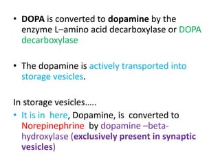 • DOPA is converted to dopamine by the 
enzyme L–amino acid decarboxylase or DOPA 
decarboxylase 
• The dopamine is actively transported into 
storage vesicles. 
In storage vesicles….. 
• It is in here, Dopamine, is converted to 
Norepinephrine by dopamine –beta-hydroxylase 
(exclusively present in synaptic 
vesicles) 
 