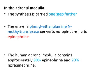 In the adrenal medulla.. 
• The synthesis is carried one step further. 
• The enzyme phenyl-ethanolamine N-methyltransferase 
converts norepinephrine to 
epinephrine. 
• The human adrenal medulla contains 
approximately 80% epinephrine and 20% 
norepinephrine. 
 