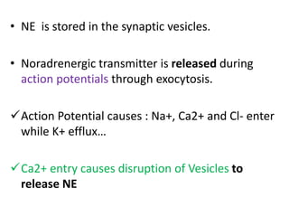 • NE is stored in the synaptic vesicles. 
• Noradrenergic transmitter is released during 
action potentials through exocytosis. 
Action Potential causes : Na+, Ca2+ and Cl- enter 
while K+ efflux… 
Ca2+ entry causes disruption of Vesicles to 
release NE 
 