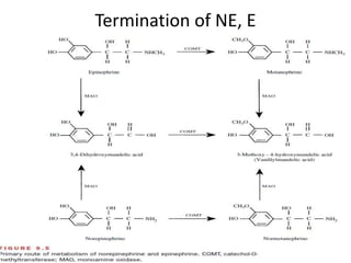 Termination of NE, E 
 