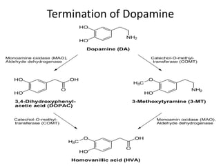 Termination of Dopamine 
 