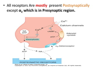 • All receptors Are mostly present Postsynaptically 
except α2 which is in Presynaptic region. 
 