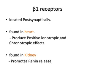 β1 receptors 
• located Postsynaptically. 
• found in heart. 
- Produce Positive ionotropic and 
Chronotropic effects. 
• found in Kidney 
- Promotes Renin release. 
 