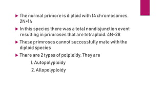  The normal primore is diploid with 14 chromosomes.
2N=14
 In this species there was a total nondisjunction event
resulting in primroses that are tetraploid. 4N=28
 These primroses cannot successfully mate with the
diploid species
 There are 2 types of polploidy. They are
1. Autopolyploidy
2. Allopolyploidy
 