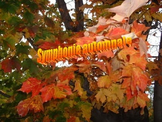 Symphonie automnale 