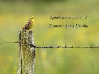 Symphonie en jaune   2   by Anais_Hanahis