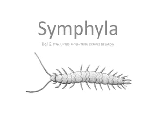 Symphyla Del G. SYN= JUNTOS  PHYLE= TRIBU CIEMPIES DE JARDIN 