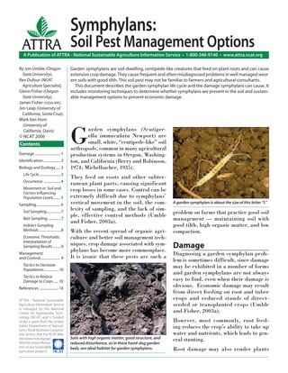 Symphylans:
  ATTRA Soil Pest Management Options
   A Publication of ATTRA - National Sustainable Agriculture Information Service • 1-800-346-9140 • www.attra.ncat.org

By Jon Umble (Oregon                      Garden symphylans are soil-dwelling, centipede-like creatures that feed on plant roots and can cause
  State University),                      extensive crop damage. They cause frequent and often misdiagnosed problems in well managed west-
Rex Dufour (NCAT                          ern soils with good tilth. This soil pest may not be familiar to farmers and agricultural consultants.
  Agriculture Specialist),                  This document describes the garden symphylan life cycle and the damage symphylans can cause. It
Glenn Fisher (Oregon                      includes monitoring techniques to determine whether symphylans are present in the soil and sustain-
  State University),                      able management options to prevent economic damage.
James Fisher (USDA/ARS),
Jim Leap (University of
  California, Santa Cruz),
Mark Van Horn




                                          G
  (University of
  California, Davis)                             arden symphylans (Scutiger-
© NCAT 2006                                      ella immaculata Newport) are
Contents                                         small, white, “centipede-like” soil
                                          arthropods, common in many agricultural
Damage ............................. 1    production systems in Oregon, Washing-
Identiﬁcation ................... 3       ton, and California (Berry and Robinson,
Biology and Ecology ..... 3               1974; Michelbacher, 1935).
   Life Cycle ........................3
                                          They feed on roots and other subter-
   Occurrence ...................4
                                          ranean plant parts, causing significant
   Movement in Soil and                   crop losses in some cases. Control can be
   Factors Inﬂuencing
   Population Levels ........ 5           extremely difficult due to symphylans’
Sampling ........................... 6    vertical movement in the soil, the com-               A garden symphylan is about the size of this letter ”l.”
                                          lexity of sampling, and the lack of sim-
   Soil Sampling ................7                                                              problem on farms that practice good soil
                                          ple, effective control methods (Umble
   Bait Sampling ...............7                                                               management — maintaining soil with
                                          and Fisher, 2003a).
   Indirect Sampling                                                                            good tilth, high organic matter, and low
   Methods .........................8     With the recent spread of organic agri-               compaction.
   Economic Thresholds:                   culture and better soil management tech-
   Interpretation of
   Sampling Results .........9
                                          niques, crop damage associated with sym-              Damage
                                          phylans has become more commonplace.
Management                                                                                      Diagnosing a garden symphylan prob-
and Control....................... 9      It is ironic that these pests are such a
                                                                                                lem is sometimes difficult, since damage
   Tactics to Decrease                                                                          may be exhibited in a number of forms
   Populations ................ 10
                                                                                                and garden symphylans are not always
   Tactics to Reduce
   Damage to Crops ..... 10                                                                     easy to find, even when their damage is
References ...................... 14
                                                                                                obvious. Economic damage may result
                                                                                                from direct feeding on root and tuber
ATTRA - National Sustainable                                                                    crops and reduced stands of direct-
Agriculture Information Service                                                                 seeded or transplanted crops (Umble
is managed by the National
Center for Appropriate Tech-                                                                    and Fisher, 2003a).
nology (NCAT) and is funded
under a grant from the United                                                                   However, most commonly, root feed-
States Department of Agricul-
ture’s Rural Business-Coopera-
                                                                                                ing reduces the crop’s ability to take up
tive Service. Visit the NCAT Web                                                                water and nutrients, which leads to gen-
site (www.ncat.org/agri.                  Soils with high organic matter, good structure, and   eral stunting.
html) for more informa-                   reduced disturbance, as in these hand-dug garden
tion on our sustainable
agriculture projects. ����
                                          beds, are ideal habitat for garden symphylans.        Root damage may also render plants
 