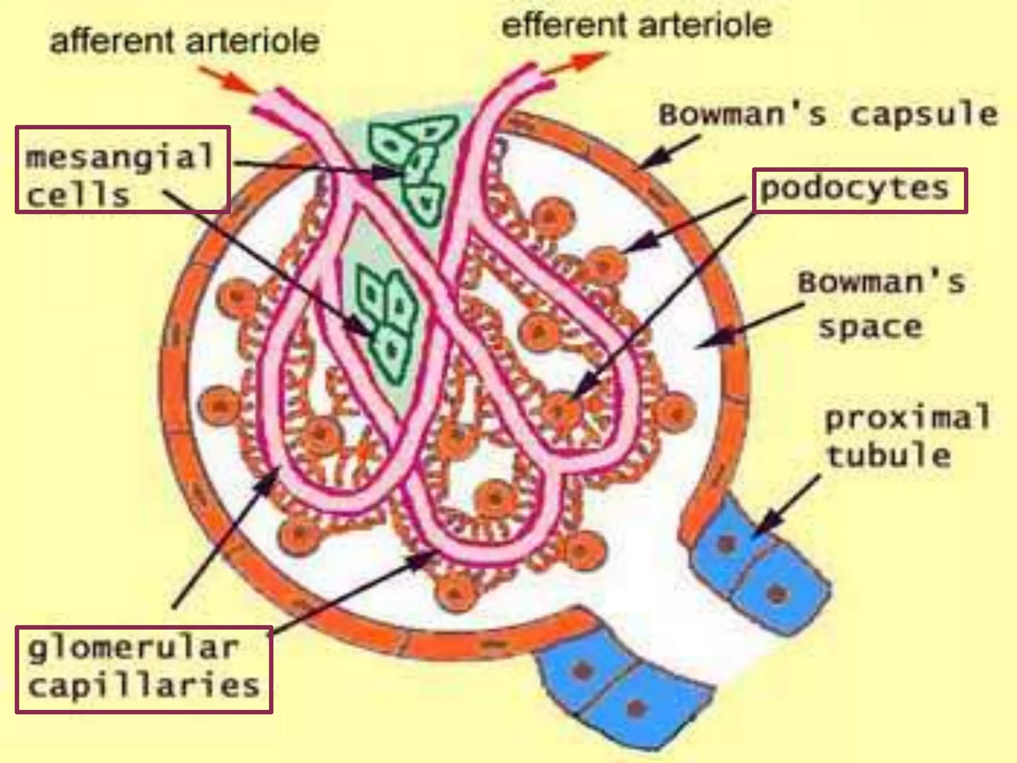 Histology Of Glomerulus PPTX