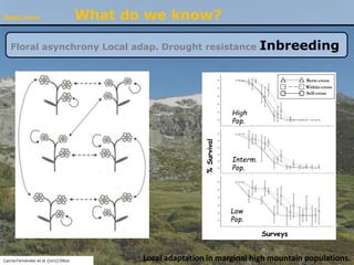 Study zone What do we know?
Floral asynchrony Local adap. Drought resistance Inbreeding
García-Fernández et al. (2012) Oik...