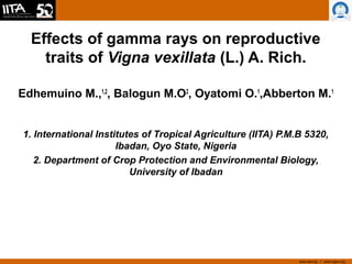 www.iita.org I www.cgiar.org
Effects of gamma rays on reproductive
traits of Vigna vexillata (L.) A. Rich.
Edhemuino M.,1,2
, Balogun M.O2
, Oyatomi O.1
,Abberton M.1
1. International Institutes of Tropical Agriculture (IITA) P.M.B 5320,
Ibadan, Oyo State, Nigeria
2. Department of Crop Protection and Environmental Biology,
University of Ibadan
 