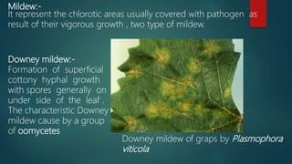 Mildew Formation Symptoms of plant disease (symptomology) | PPTX