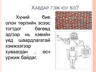 ХАВДАР ГЭЖ ЮУ ВЭ?
Хүний бие
олон төрлийн эсээс
тогтдог бөгөөд
эдгээр нь хэвийн
үед шаардлагатай
хэмжээгээр
хуваагдан , өсч
үржиж байдаг.
 