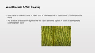 Vein Chlorosis & Vein Clearing
• It represents the chlorosis in veins and in these results in destruction of chlorophyll in
veins
• As a result of these two symptoms the veins become lighter in color as compare to
normal green color
 