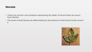 Necrosis
• These are common viral symptoms representing the death of cell and these are due to
local infection
• The areas of dead tissues are differentiating by the presence of dark brown border around
it
 