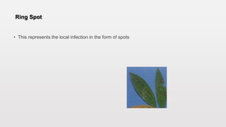 Ring Spot
• This represents the local infection in the form of spots
 