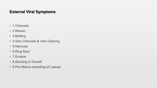 External Viral Symptoms
• 1.Chlorosis
• 2.Mosaic
• 3.Molting
• 4.Vein Chlorosis & Vein Clearing
• 5.Necrosis
• 6.Ring Spot
• 7.Enation
• 8.Stunting in Growth
• 9.Pre Mature shedding of Leaves
 