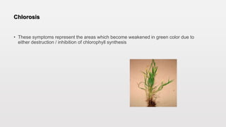 Chlorosis
• These symptoms represent the areas which become weakened in green color due to
either destruction / inhibition of chlorophyll synthesis
 