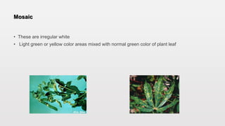 Mosaic
• These are irregular white
• Light green or yellow color areas mixed with normal green color of plant leaf
 