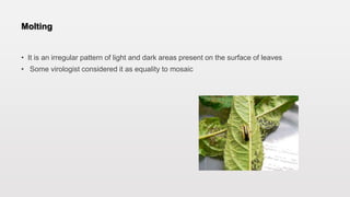Molting
• It is an irregular pattern of light and dark areas present on the surface of leaves
• Some virologist considered it as equality to mosaic
 