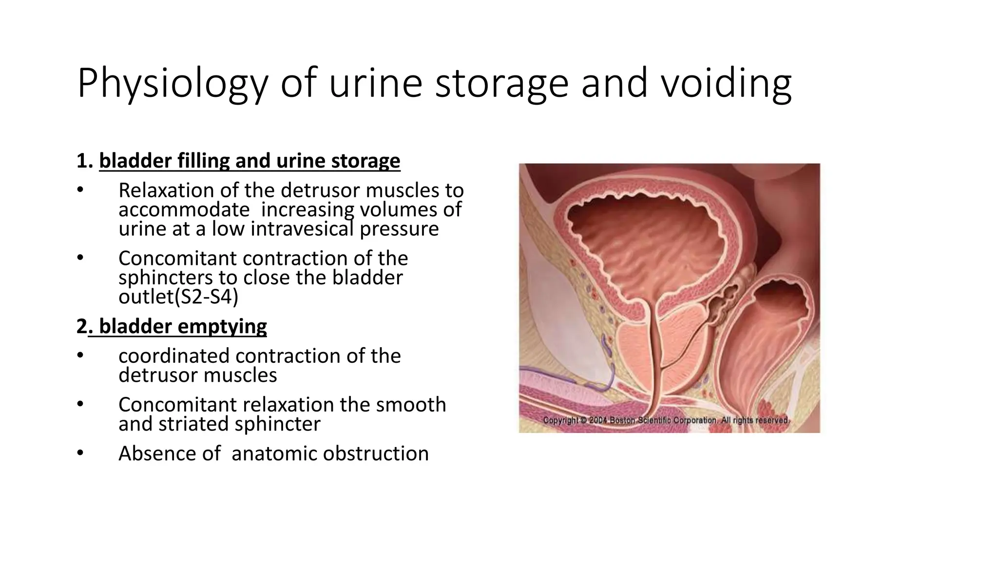 Signs and Symptoms of Genitourinary diseases 20Diseases.pptx