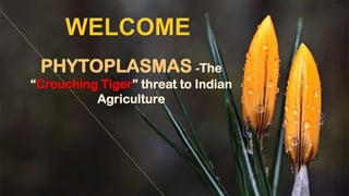 PHYTOPLASMAS -The
“Crouching Tiger” threat to Indian
Agriculture
WELCOME
 