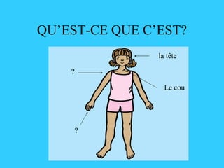 QU’EST-CE QUE C’EST? ? la tête Le cou ? 