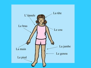 La tête Le cou Le bras La main La jambe Le pied L’épaule Le genou 
