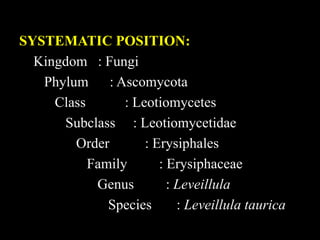 Subclass Systematics Symptoms, host range, taxonomy and life cycle of Leveillula | PPTX