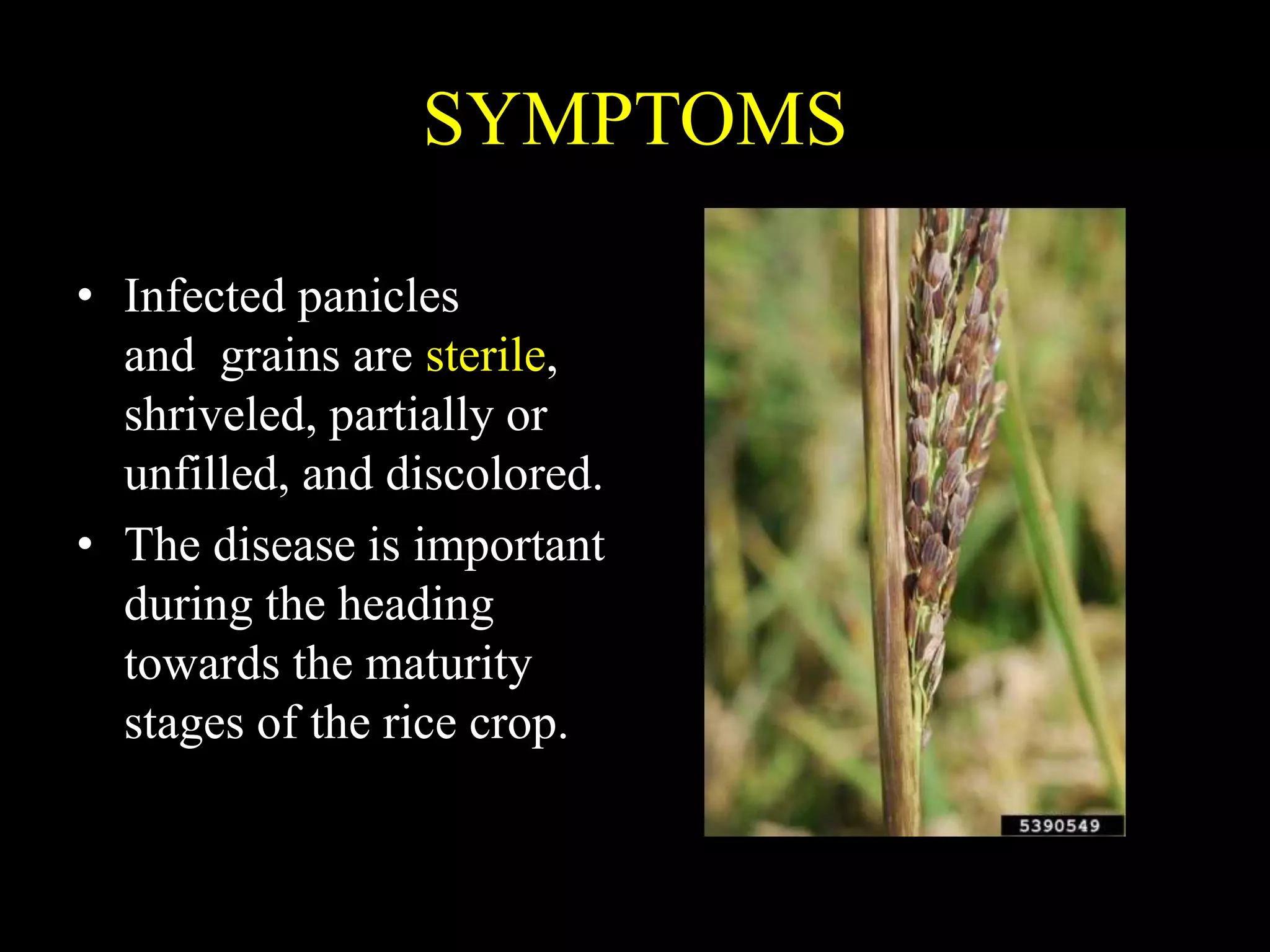 SYMPTOMS
• Infected panicles
and grains are sterile,
shriveled, partially or
unfilled, and discolored.
• The disease is important
during the heading
towards the maturity
stages of the rice crop.
 