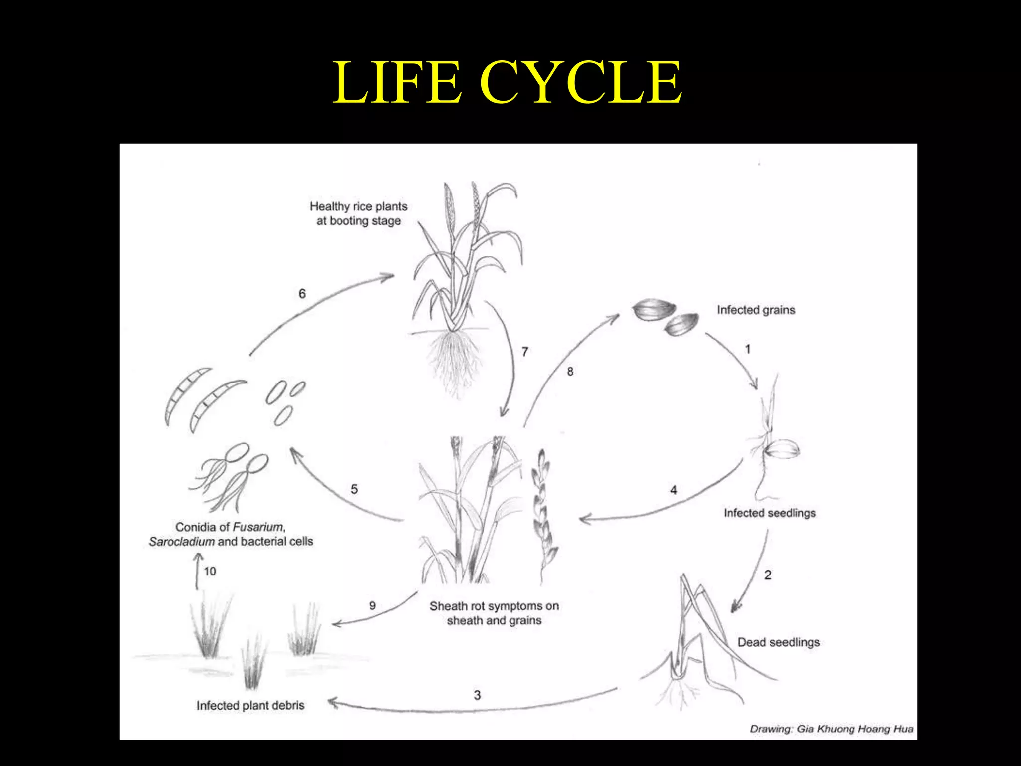 LIFE CYCLE
 