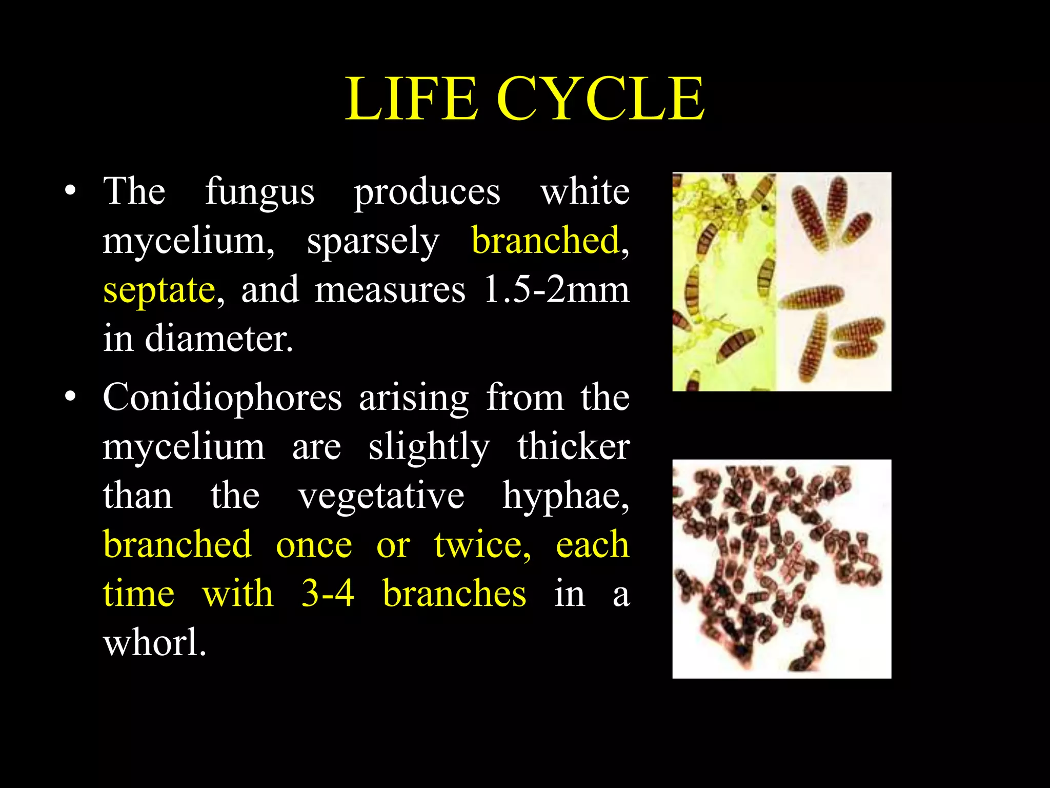 LIFE CYCLE
• The fungus produces white
mycelium, sparsely branched,
septate, and measures 1.5-2mm
in diameter.
• Conidiophores arising from the
mycelium are slightly thicker
than the vegetative hyphae,
branched once or twice, each
time with 3-4 branches in a
whorl.
 