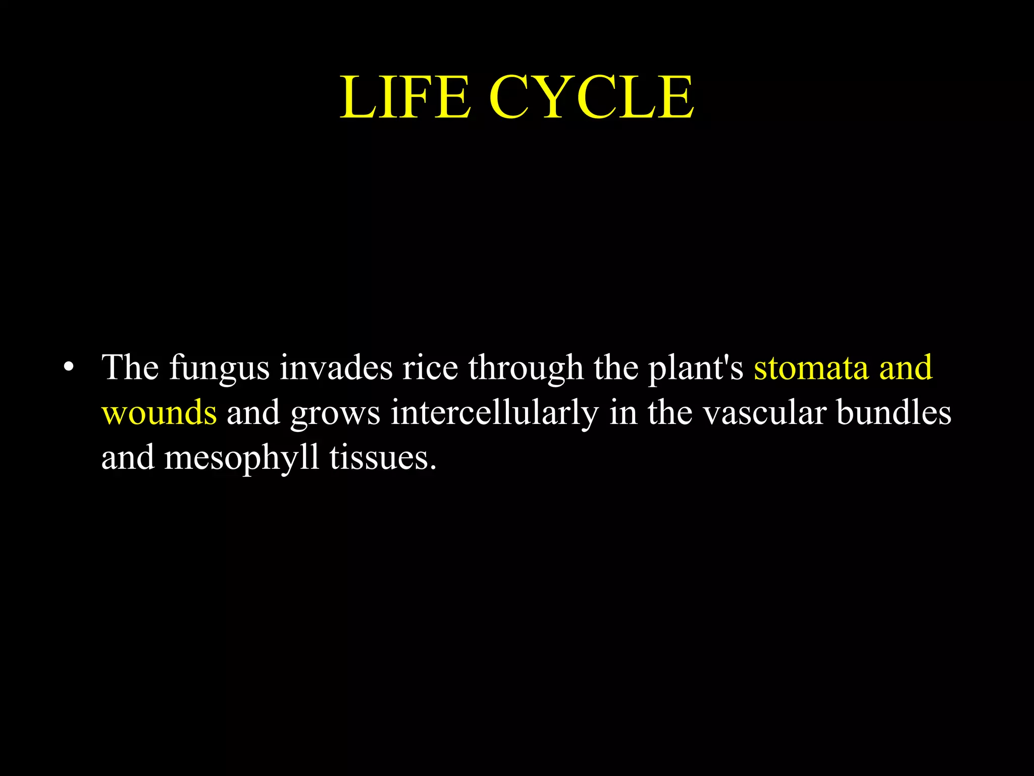 LIFE CYCLE
• The fungus invades rice through the plant's stomata and
wounds and grows intercellularly in the vascular bundles
and mesophyll tissues.
 