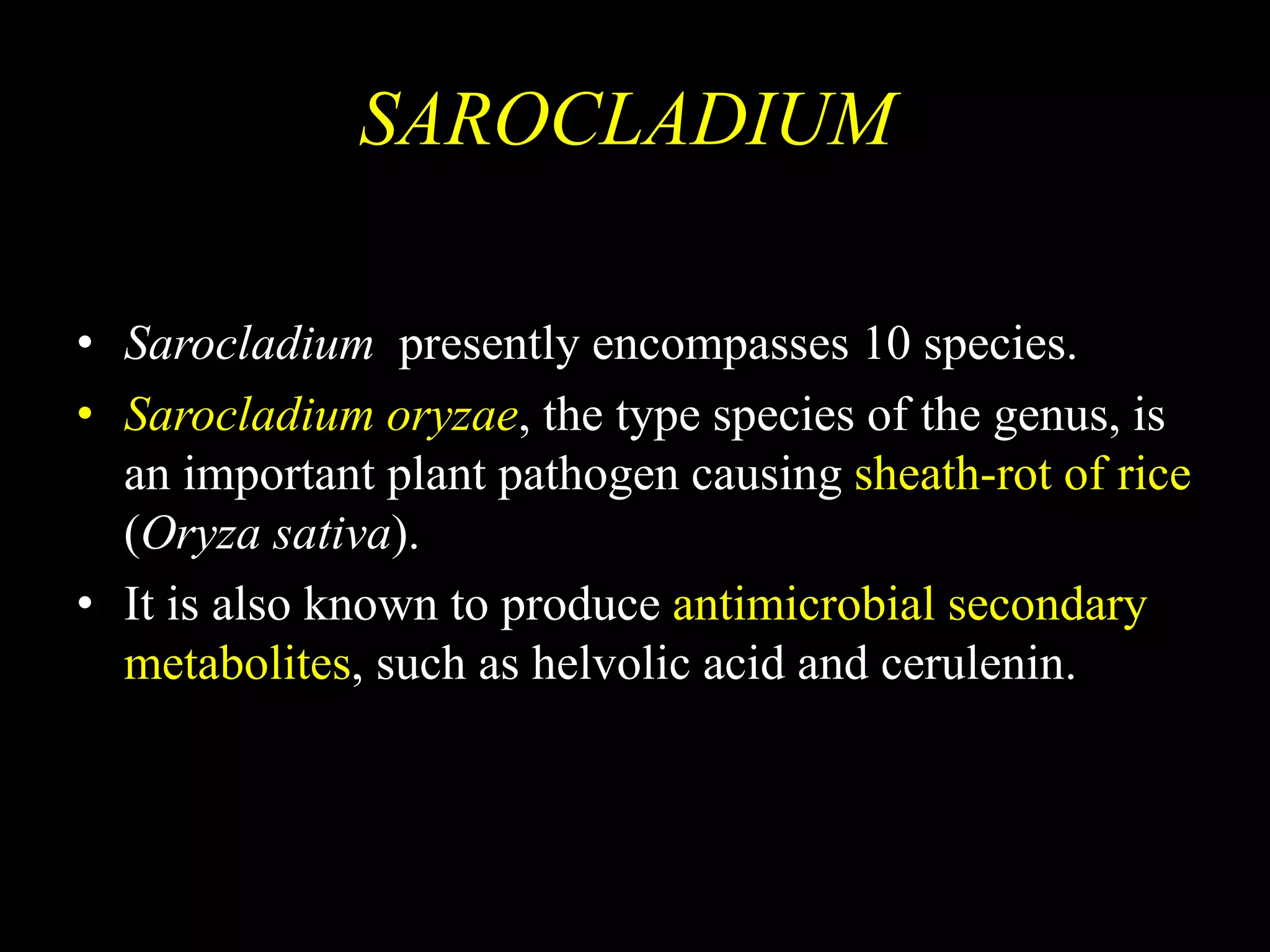 SAROCLADIUM
• Sarocladium presently encompasses 10 species.
• Sarocladium oryzae, the type species of the genus, is
an important plant pathogen causing sheath-rot of rice
(Oryza sativa).
• It is also known to produce antimicrobial secondary
metabolites, such as helvolic acid and cerulenin.
 