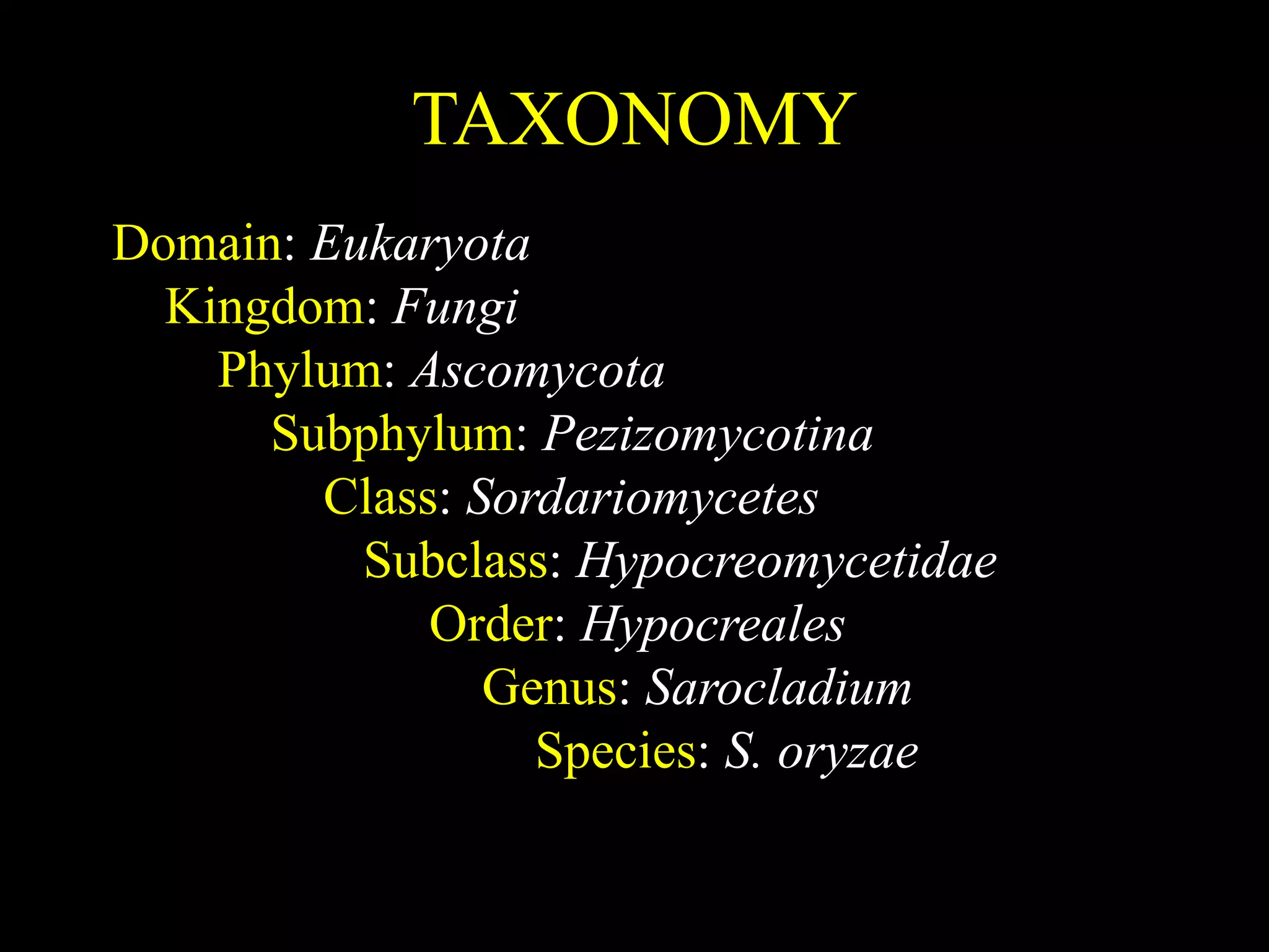 TAXONOMY
Domain: Eukaryota
Kingdom: Fungi
Phylum: Ascomycota
Subphylum: Pezizomycotina
Class: Sordariomycetes
Subclass: Hypocreomycetidae
Order: Hypocreales
Genus: Sarocladium
Species: S. oryzae
 