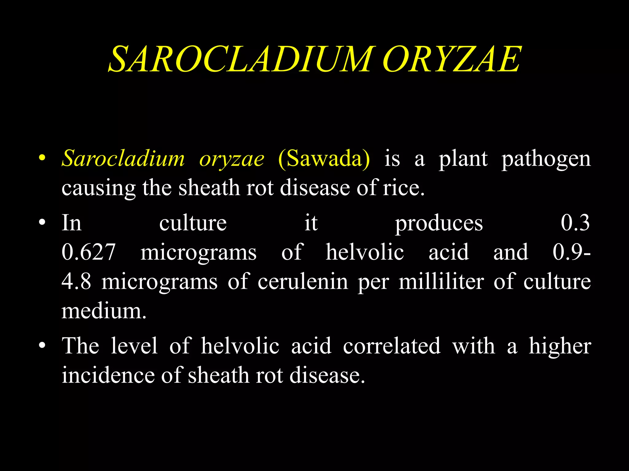 SAROCLADIUM ORYZAE
• Sarocladium oryzae (Sawada) is a plant pathogen
causing the sheath rot disease of rice.
• In culture it produces 0.3
0.627 micrograms of helvolic acid and 0.9-
4.8 micrograms of cerulenin per milliliter of culture
medium.
• The level of helvolic acid correlated with a higher
incidence of sheath rot disease.
 