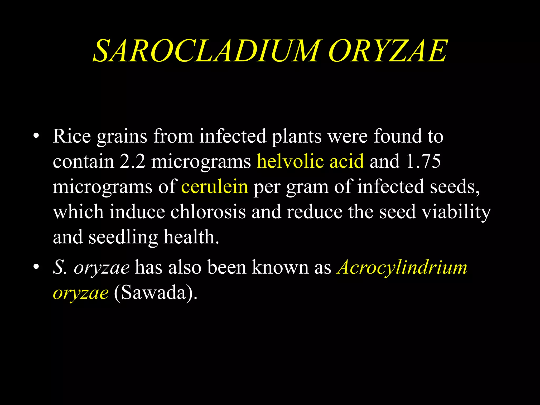 SAROCLADIUM ORYZAE
• Rice grains from infected plants were found to
contain 2.2 micrograms helvolic acid and 1.75
micrograms of cerulein per gram of infected seeds,
which induce chlorosis and reduce the seed viability
and seedling health.
• S. oryzae has also been known as Acrocylindrium
oryzae (Sawada).
 