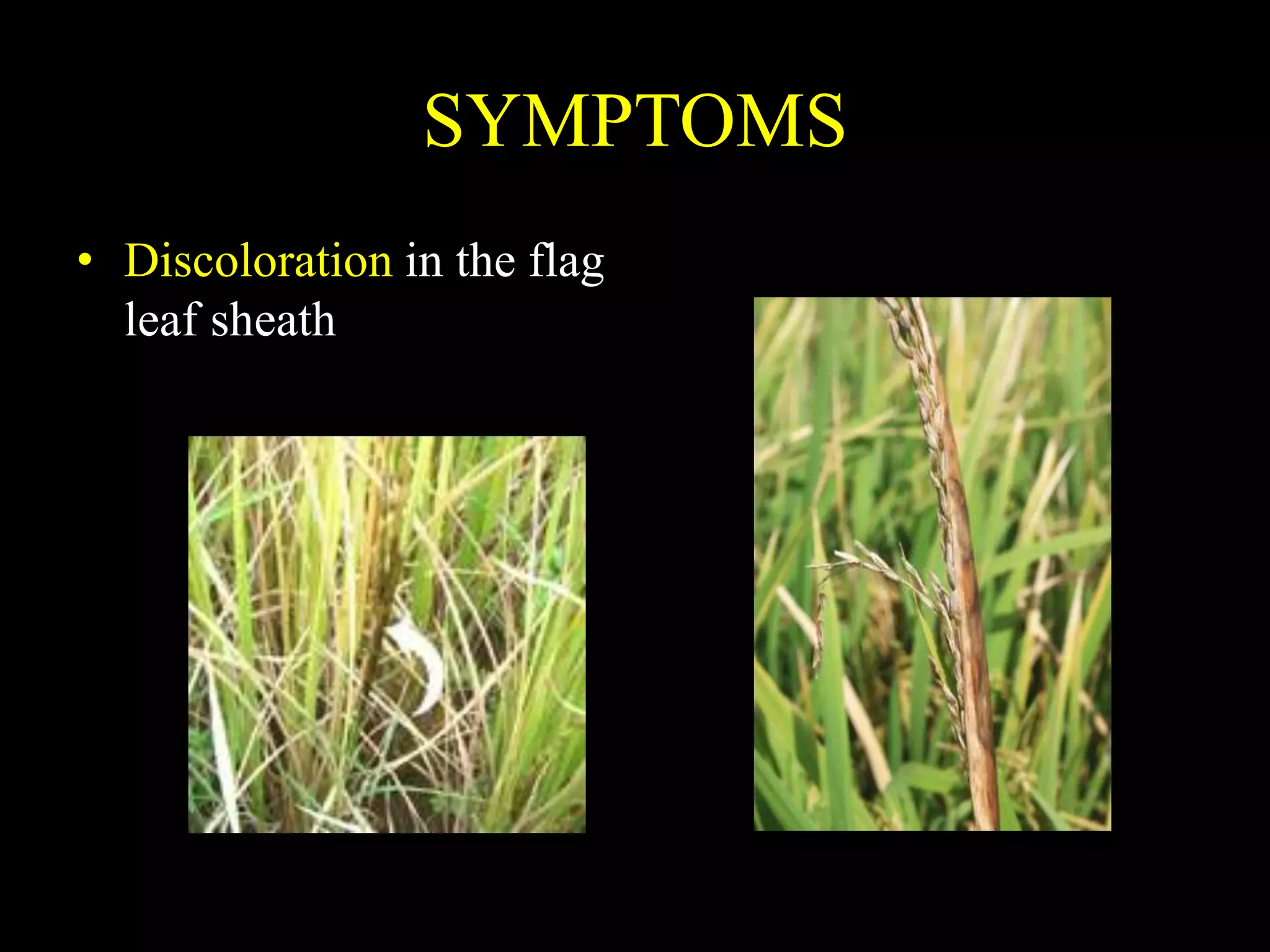 SYMPTOMS
• Discoloration in the flag
leaf sheath
 