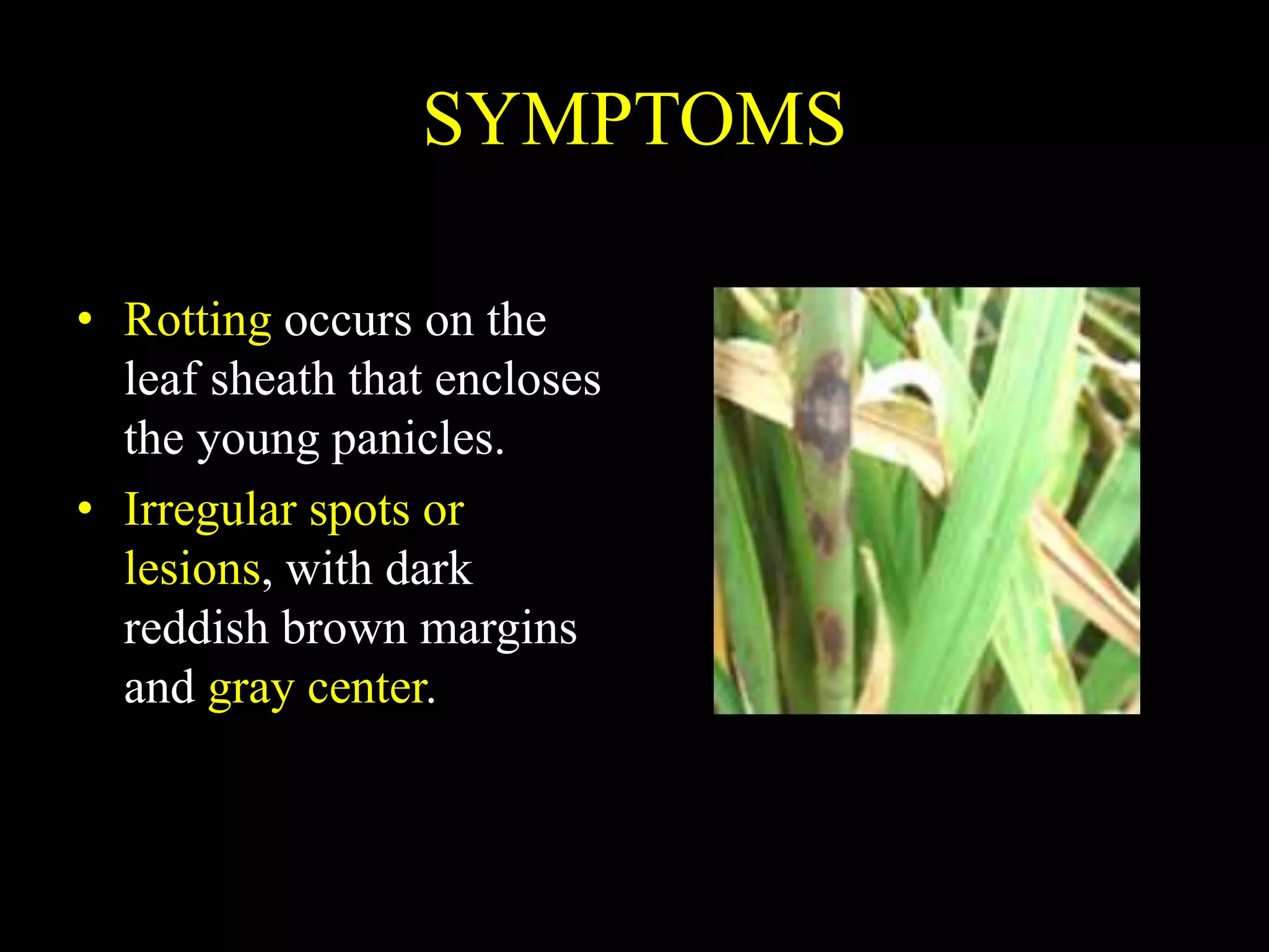 SYMPTOMS
• Rotting occurs on the
leaf sheath that encloses
the young panicles.
• Irregular spots or
lesions, with dark
reddish brown margins
and gray center.
 